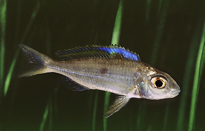 Cardiopharynx schoutedeni